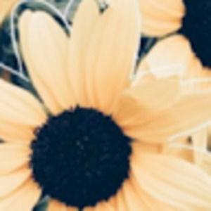 Meet your Posher, Lily